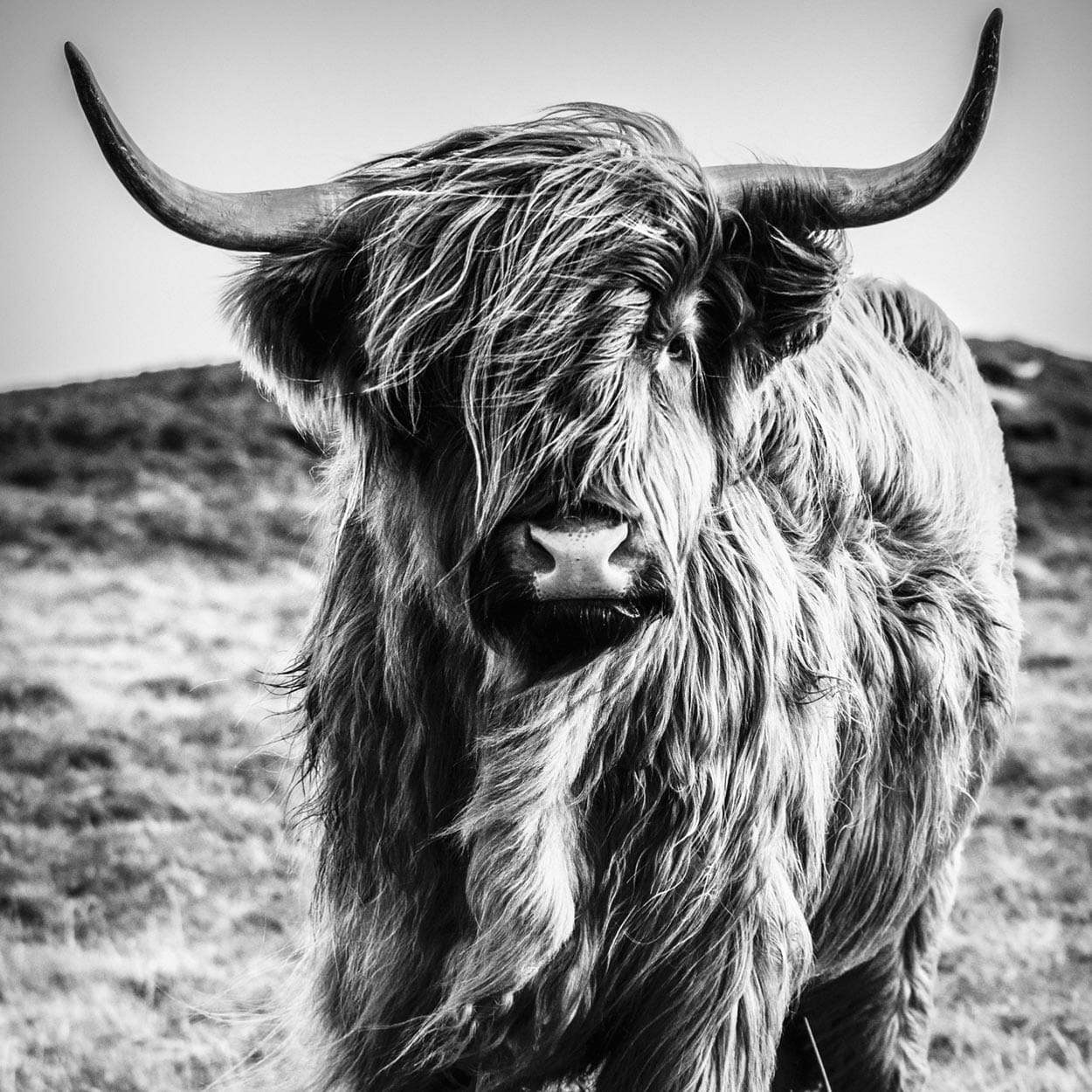 Scottish Highlander - Image 3