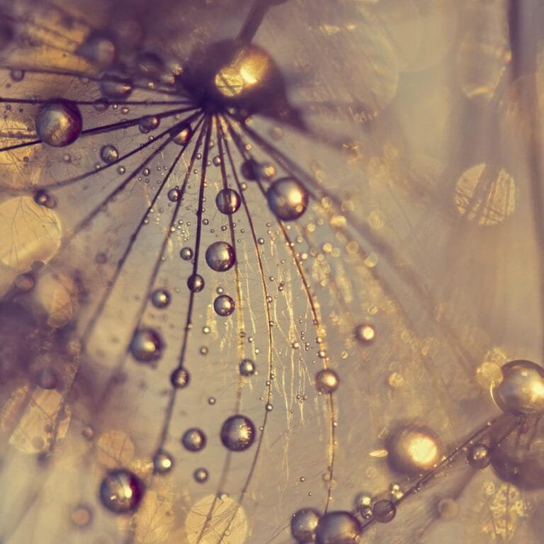 Paardebloem met gouden druppels