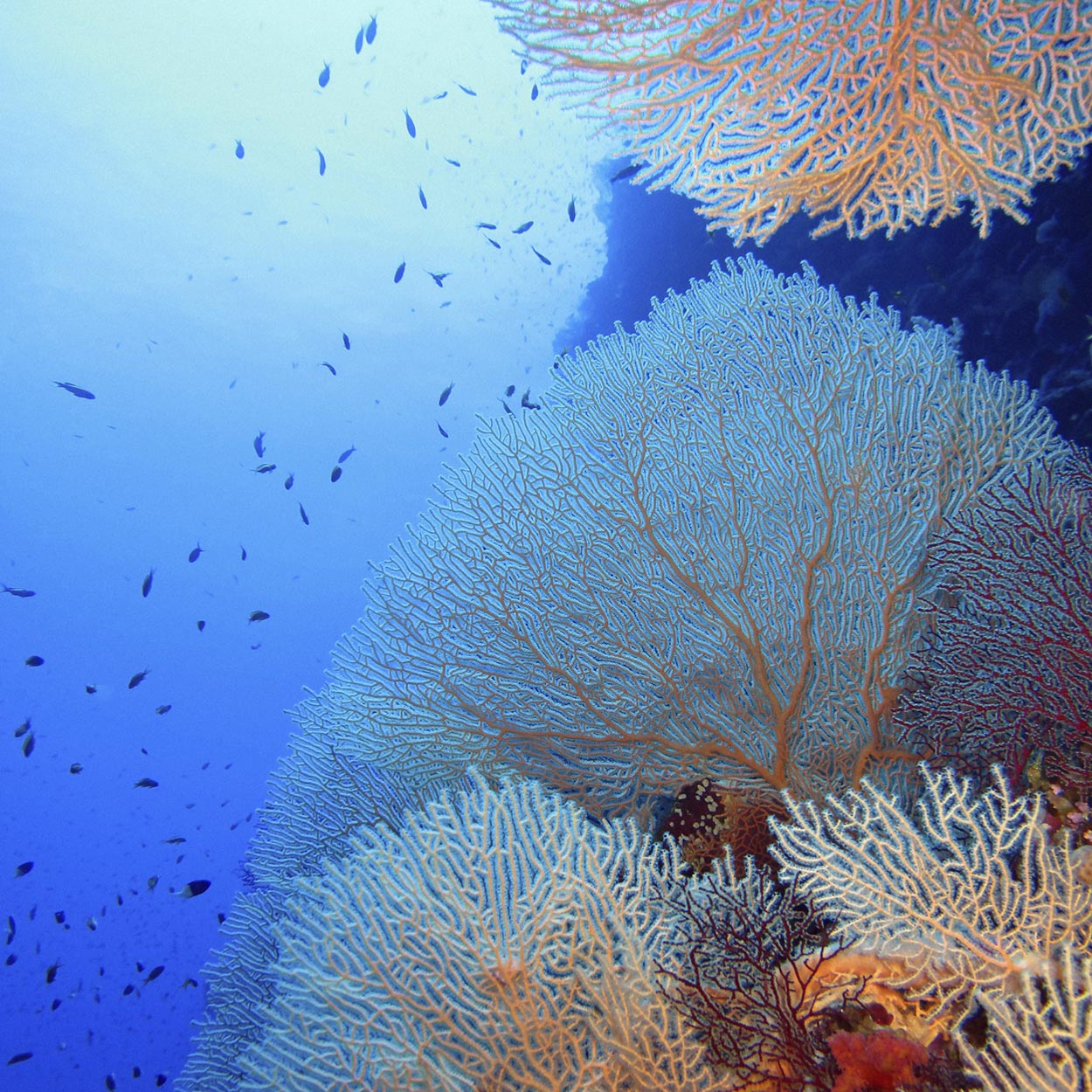 Rote Meereskoralle – Bild 3