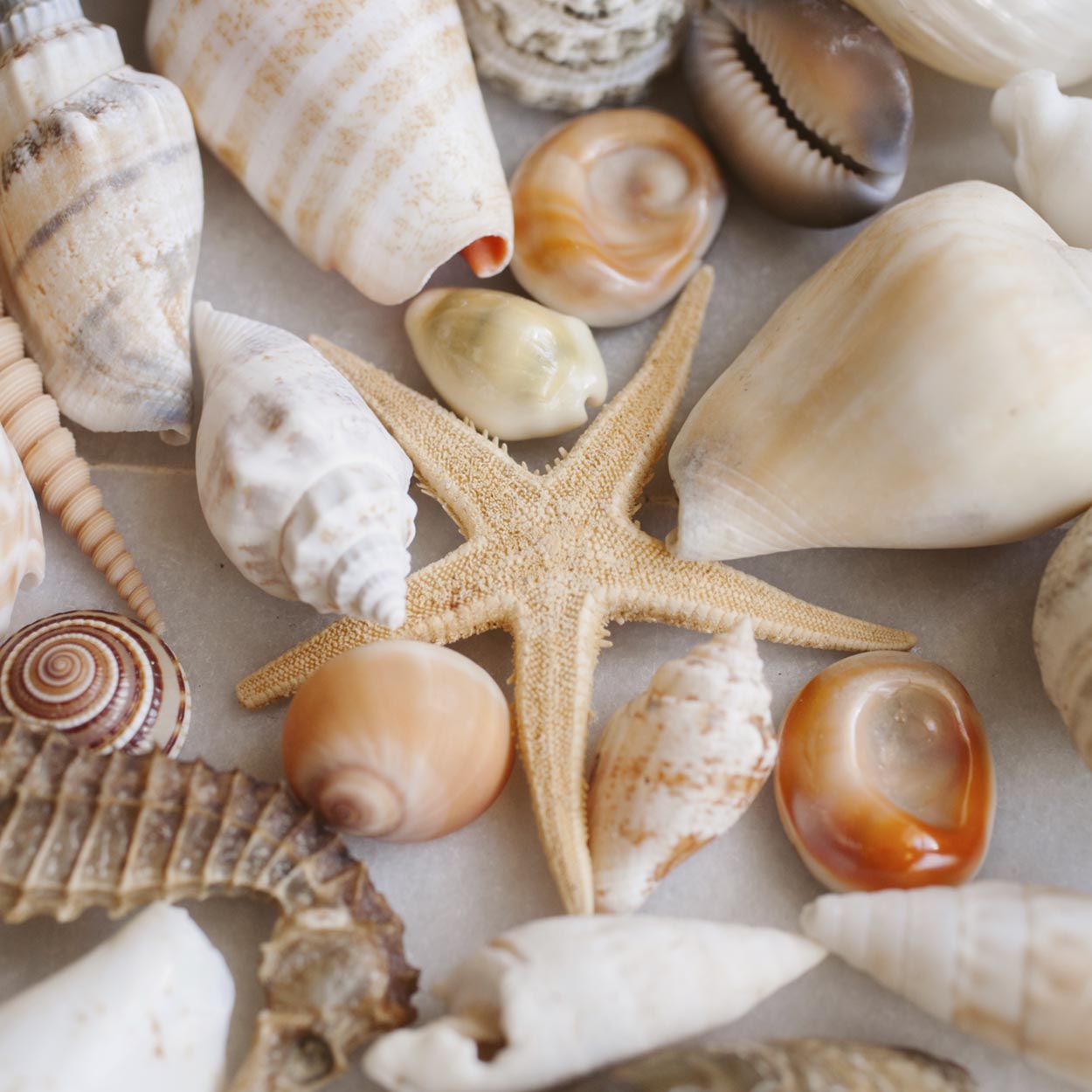 Shells and starfish - Image 3